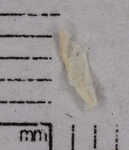 Fraser's cymophyllus